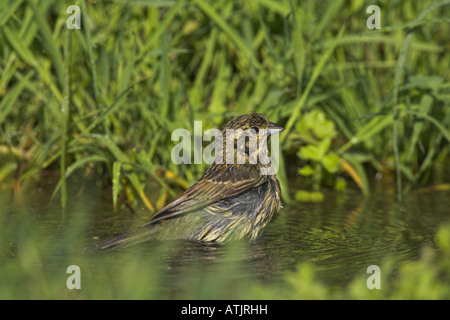 Cirl Bunting Emberiza cirlus femme baignant dans petite piscine d'eau douce dans la région de Lesbos, Grèce en avril. Banque D'Images