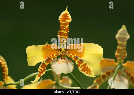 Orchidée de tigre Banque D'Images