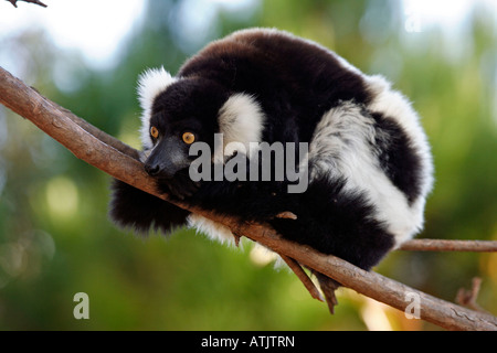 Noir et blanc de la Gélinotte Lemur Banque D'Images