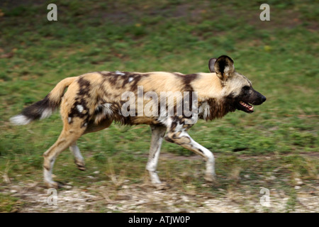 Chien de chasse africaine / Afrikanischer Wildhund / Hyaenenhund Banque D'Images