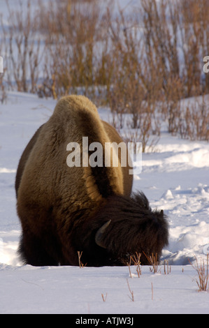 American Buffalo ou Bison bison bison , se nourrir dans la neige photographié dans le Parc National de Yellowstone USA Banque D'Images