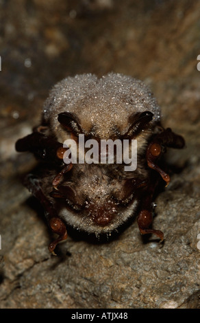 Bat moustac Banque D'Images