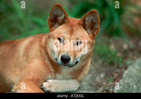 Dingo Banque D'Images