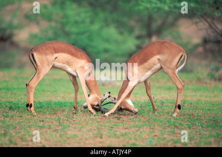 Impala Banque D'Images