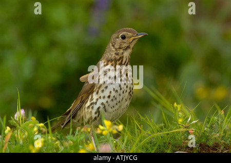 Grive musicienne Turdus philomelos photographié en UK Banque D'Images