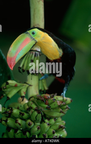Toucan à carène Banque D'Images