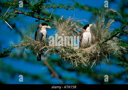 Black-capped Weaver Social Banque D'Images