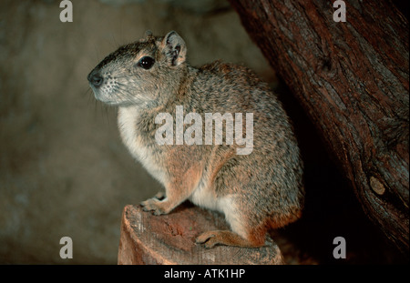 Rock Cavy Banque D'Images