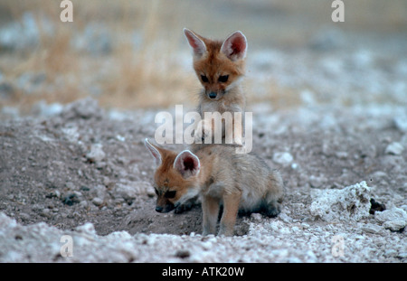 Cape Fox Banque D'Images