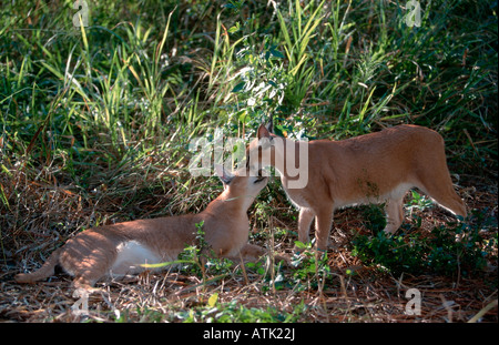 Caracal Banque D'Images