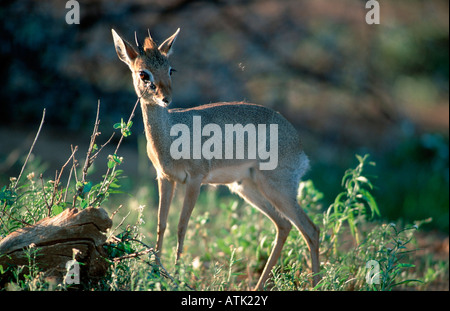 Kirk's dik-dik / Kirk-Dikdik Banque D'Images