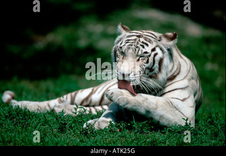 Tigre du Bengale Banque D'Images