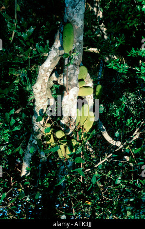 Arbre fruitier-Jack Banque D'Images