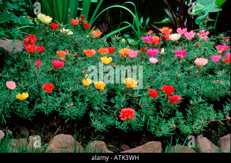 Moss Rose / Usine Sun Banque D'Images