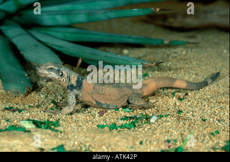 Lézard Bleu Baja Banque D'Images
