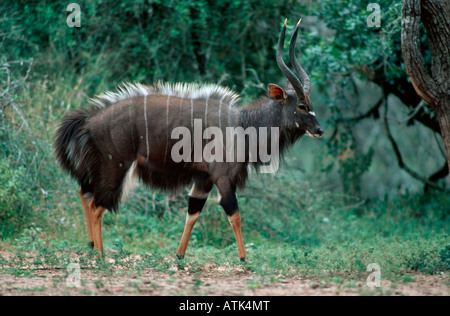 Nyala / Tieflandnyala Banque D'Images