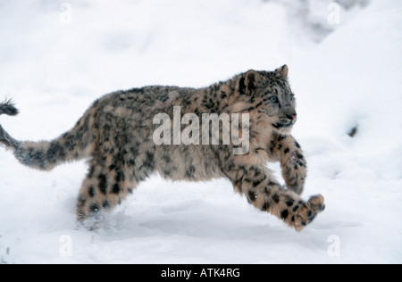 Snow Leopard / Irbis / Schneeleopard Banque D'Images