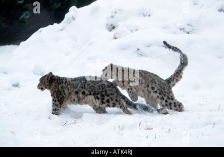 Snow Leopard / Irbis / Schneeleopard Banque D'Images