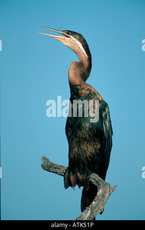 Dard africain / Afrikanischer Schlangenhalsvogel Banque D'Images