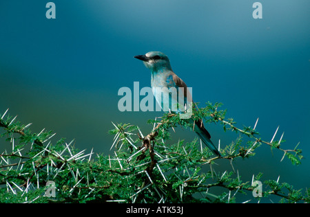 Rouleau européen / Blauracke Banque D'Images