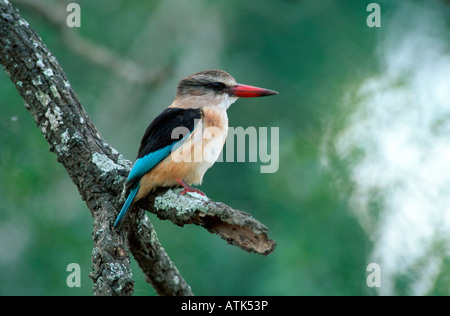 Brown-hooded Kingfisher / Braunkopfliest Banque D'Images