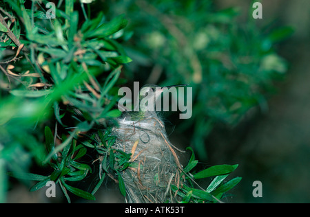 Large-billed Hummingbird / Breitschnabel-Kolibri / Kolibri Banque D'Images