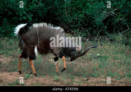 Nyala / Tieflandnyala Banque D'Images