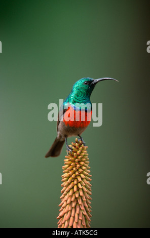 Plus grand goéland Sunbird / Doppelband-Nektarvogel Banque D'Images