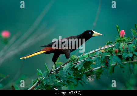 / Kraehenstirnvogel Oropenola à crête Banque D'Images