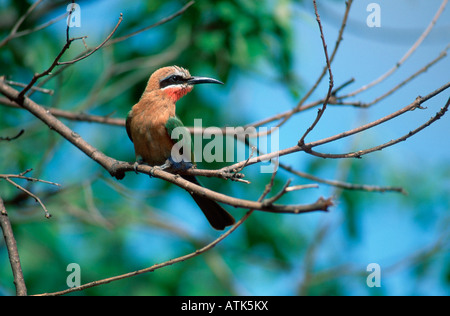 L'Oie rieuse Bee-eater / Weissstirn-Spint Banque D'Images