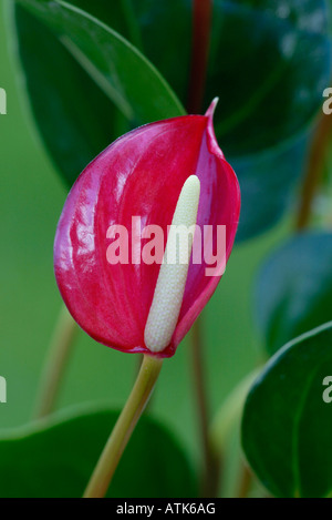 Anthurium Anthurie Flamingoblume / / Banque D'Images