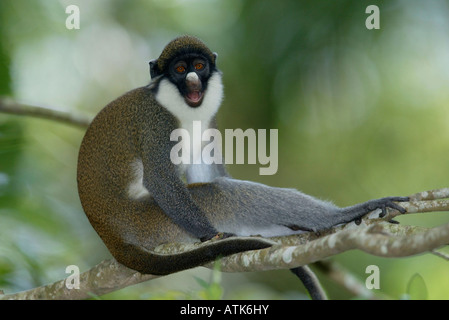 L'nez Monkey / Kleine Weissnasen-Meerkatze Banque D'Images