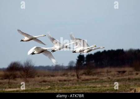 Les cygnes chanteurs en vol Cygnus cygnus Banque D'Images