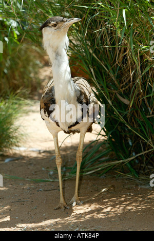 Australian Bustard / Wammentrappe Banque D'Images