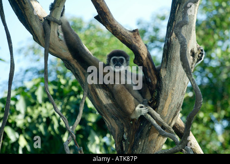 Les mains blanches / Weisshandgibbon / gibbon lar Banque D'Images