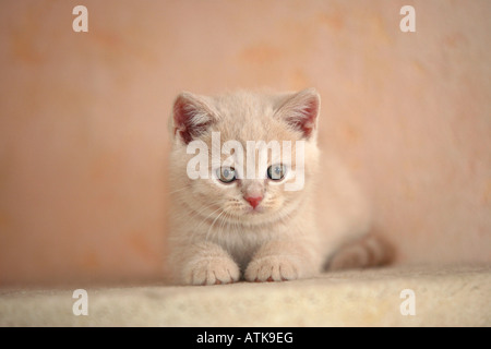 British Shorthair Cat Banque D'Images