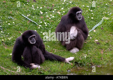 White remis gibbon lar Hylobates lar OU, EN CAPTIVITÉ Banque D'Images