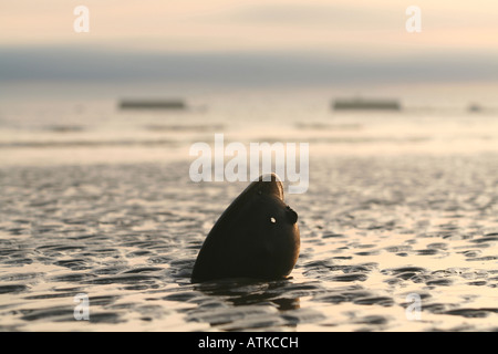 La D-day tommy casque de guerre dans les sables de la plage d'Arromanches Normandie France avec le port Mulberry en arrière-plan Banque D'Images