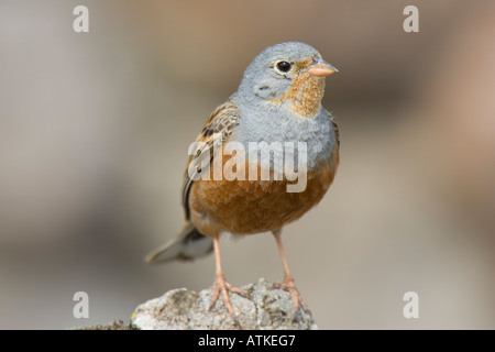 Cretzschmar's Bunting perché sur la roche Banque D'Images