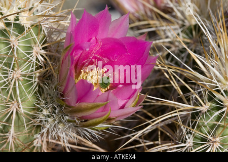 L'isoète d'Hérisson (Cactus Echinocereus engelmannii) flower Banque D'Images