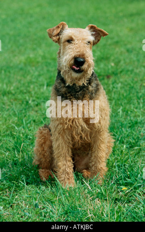 Airedale Terrier Banque D'Images