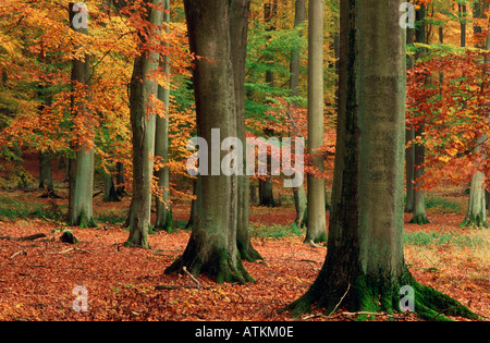 Forêt de hêtres en automne / Buchenwald im Herbst Banque D'Images