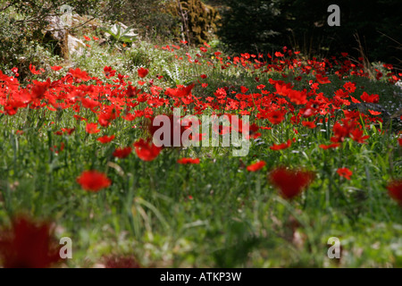 En Grèce printemps anémones rouges en montagne Parnonas à Péloponnèse Banque D'Images