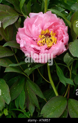 Peonie Banque D'Images