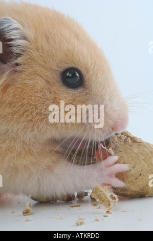 Hamster doré Banque D'Images