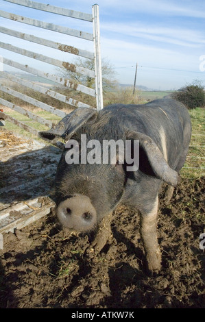 Une femme à la recherche de porcs saddleback curieusement à l'appareil photo Banque D'Images