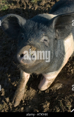 Un heureux à saddleback femelle cochon dans la boue Banque D'Images