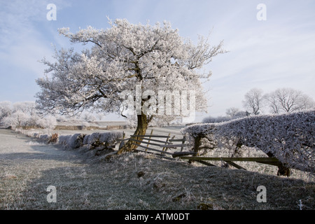 Givre le revêtement de couverture et les terres agricoles environnantes à Bellerby, près de Leyburn, North Yorkshire Banque D'Images