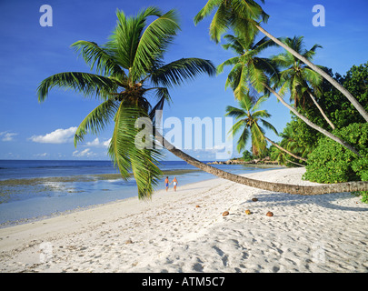 Palmiers sur les rivages de sable blanc à Anse sévère sur l'île de La Digue Banque D'Images