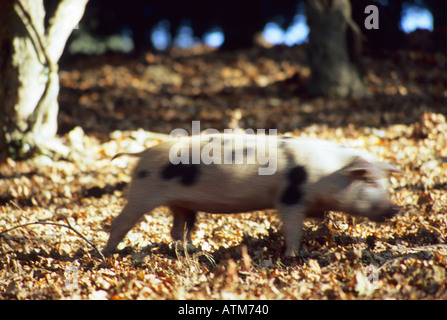 Un cochon dans la nouvelle forêt exécutant avec motion blur Banque D'Images